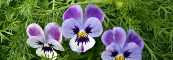 Drei lila-weiße Stiefmütterchen